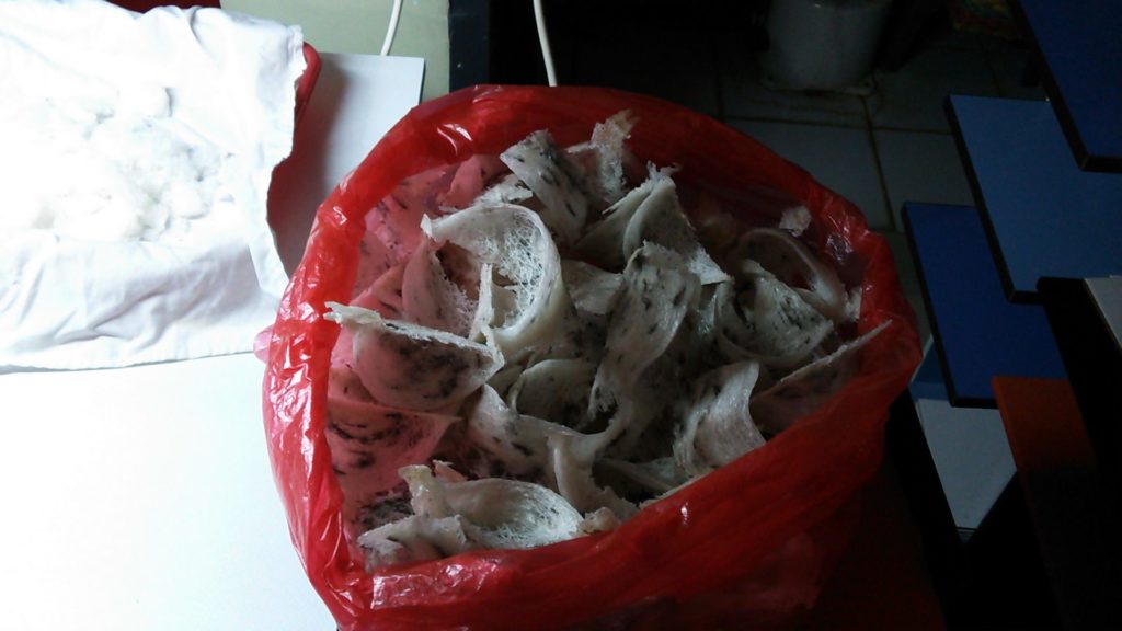 ツバメの巣採集直後