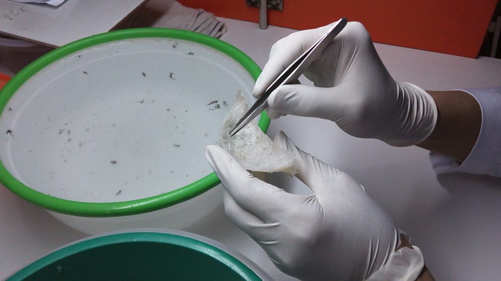 ツバメの巣クリーニング