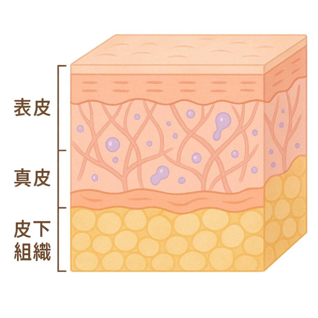 肌の構造モデル